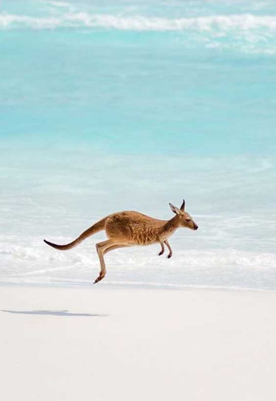 canguro saltando por la plyas de australia