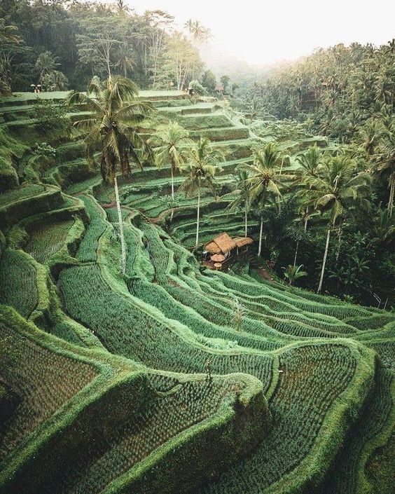 campos de arroz en indonesia